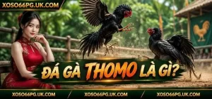 Đá Gà Thomo XOSO66
