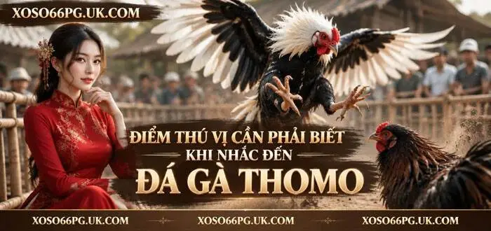 ĐIỂM THÚ VỊ CẦN PHẢI BIẾT KHI NHẮC ĐẾN ĐÁ GÀ THOMO